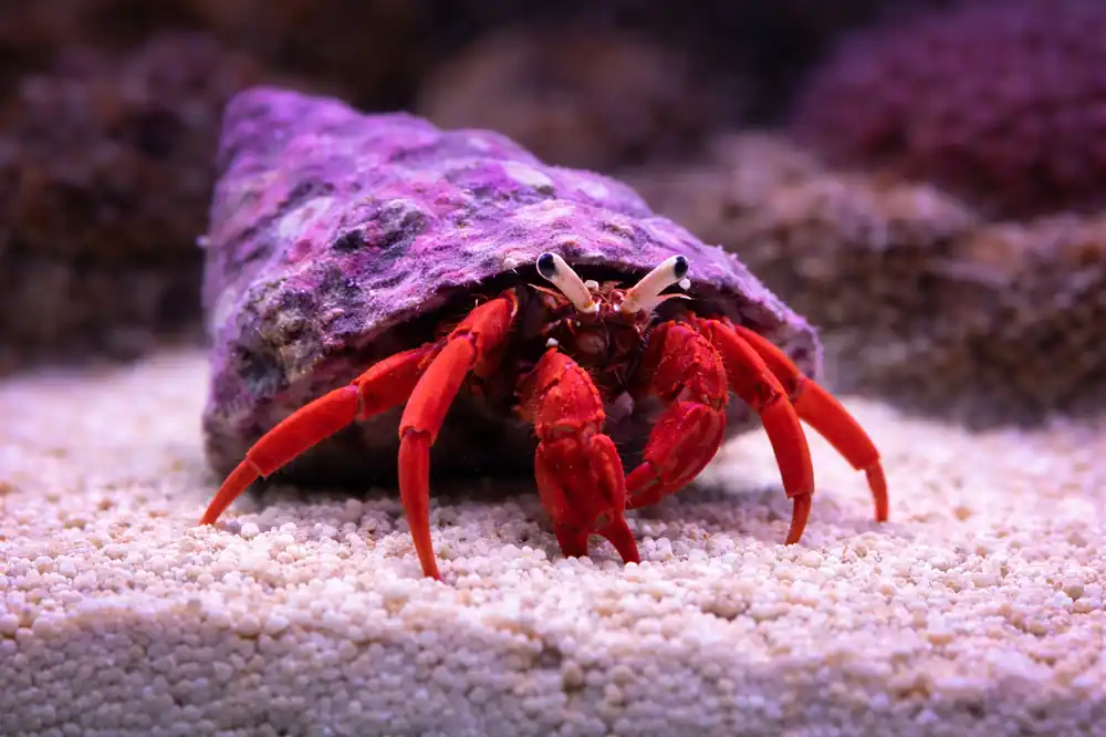 Scarlet Hermit Crab - Natural Environment Aquatix