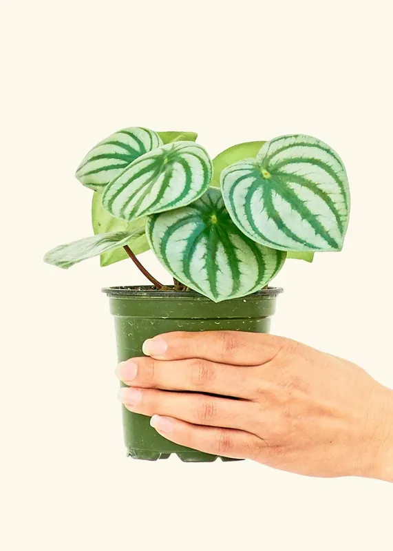 Watermelon Peperomia SM - Rooted
