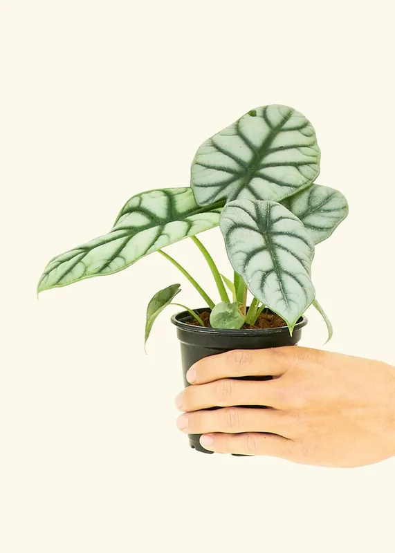 Alocasia 'Silver Dragon' (4" Pot): SM - Rooted