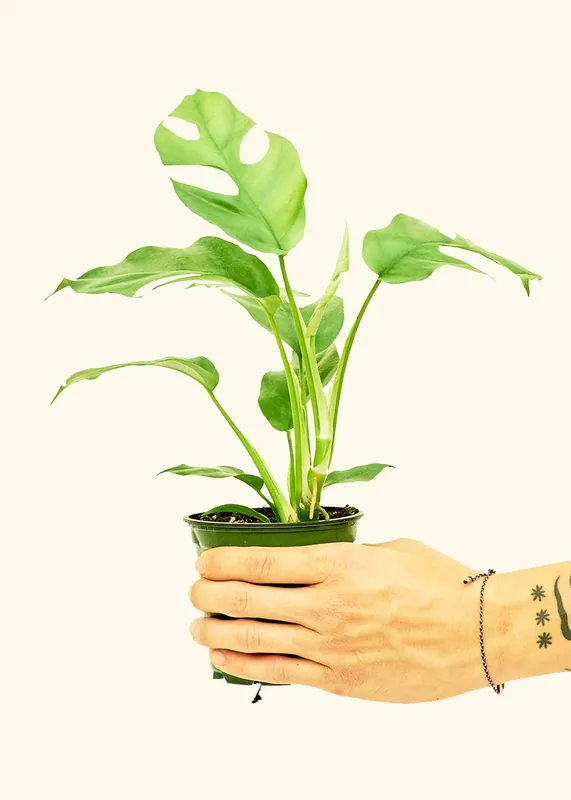 Mini Monstera SM - Rooted