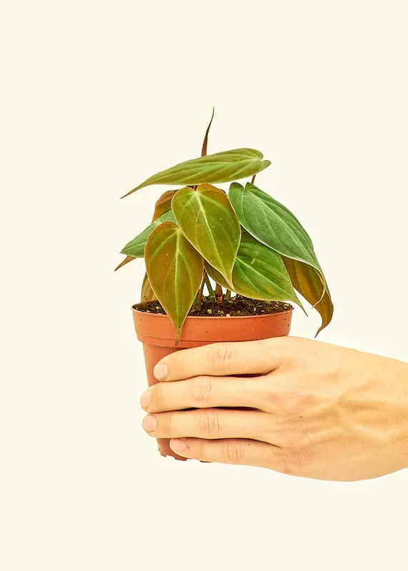 Velvet Leaf Philodendron (4" Pot): SM - Rooted