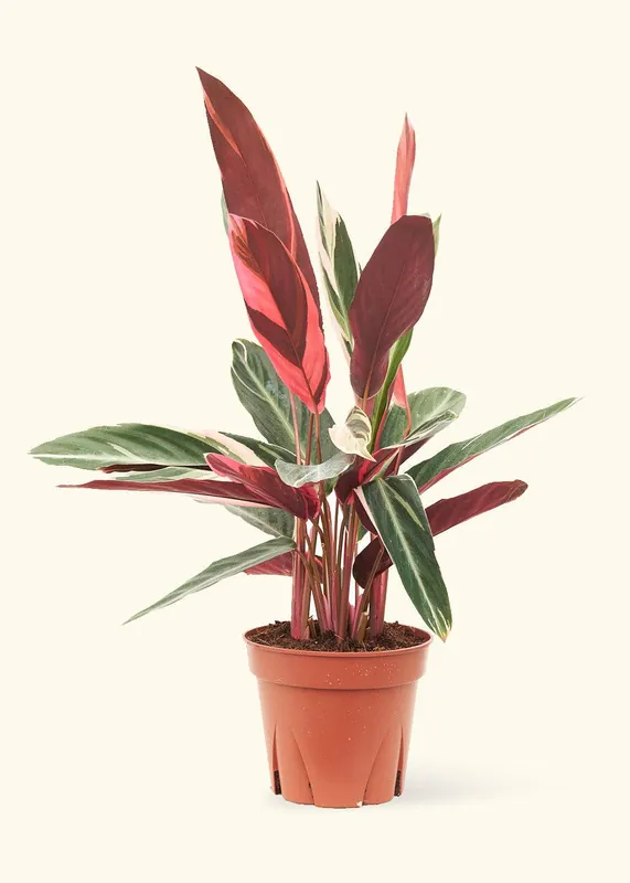 Stromanthe 'Triostar' 6" Pot: MD - Rooted