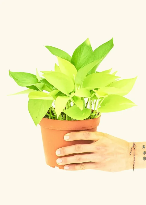 Neon Pothos (4" Pot): MD - Rooted