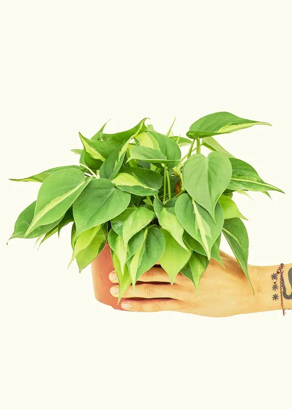 Philodendron 'Brazil' (4" Pot): MD - Rooted