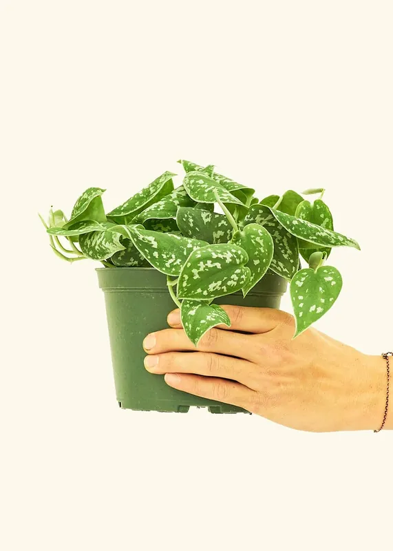 Scindapsus 'Silvery Ann' (4" Pot): MD - Rooted