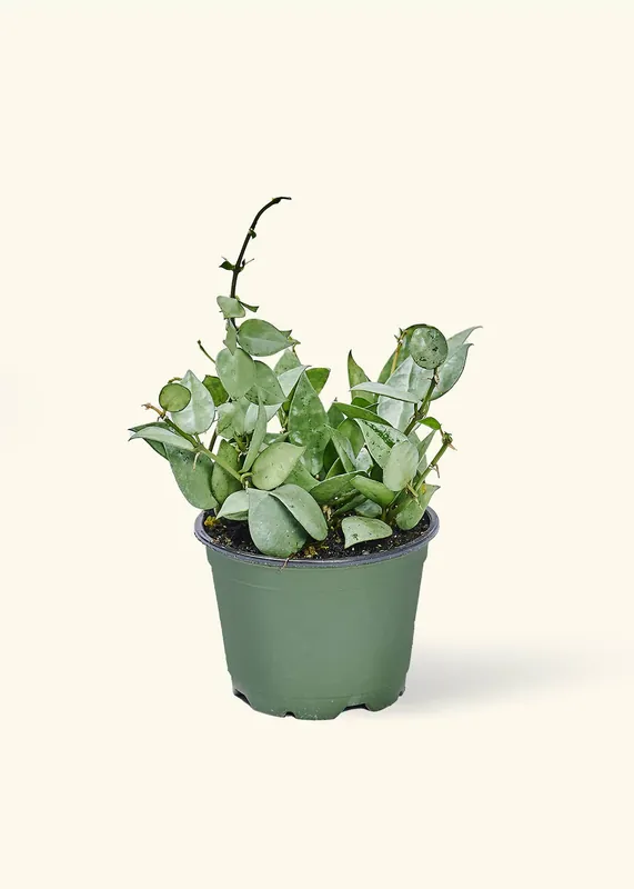 Hoya 'Arctic' (4" Pot): Small - Rooted
