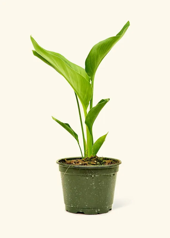 White Bird of Paradise Live Plant in 6" Pot: Medium - Rooted