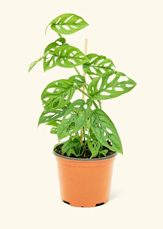 Swiss Cheese Vine (4" Pot): MD - Rooted