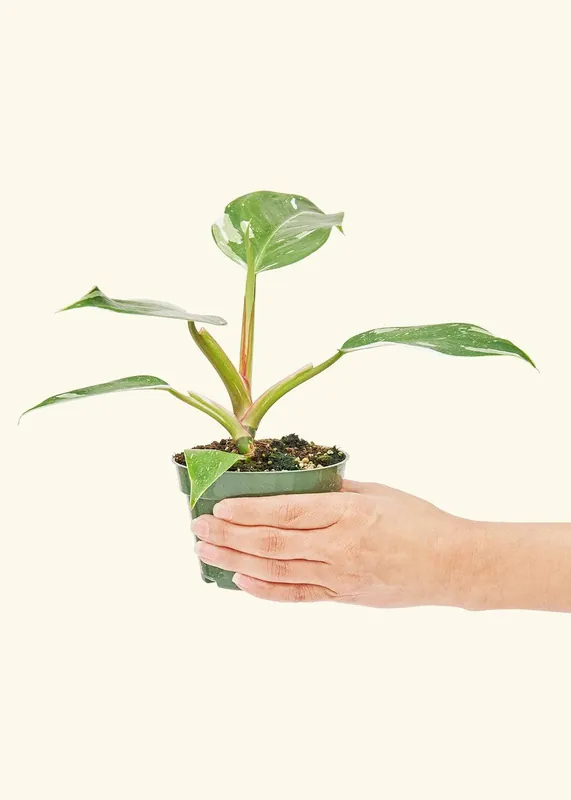 Philodendron 'White Princess' (4" Pot): SM - Rooted