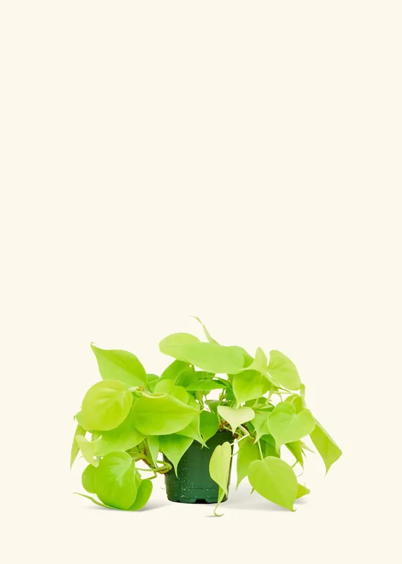 Philodendron 'Neon' (4" Pot): SM - Rooted