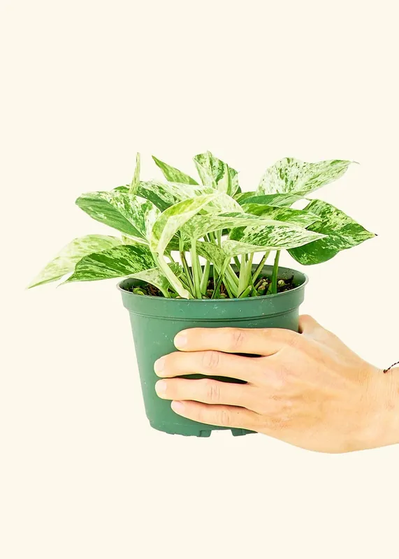 Pothos 'Marble Queen' - Rooted