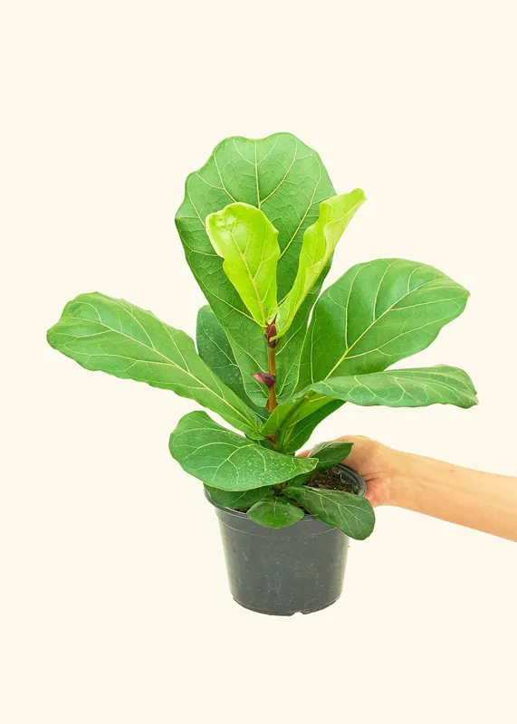 Fiddle Leaf Fig Live Plant (4" Pot): MD - Rooted
