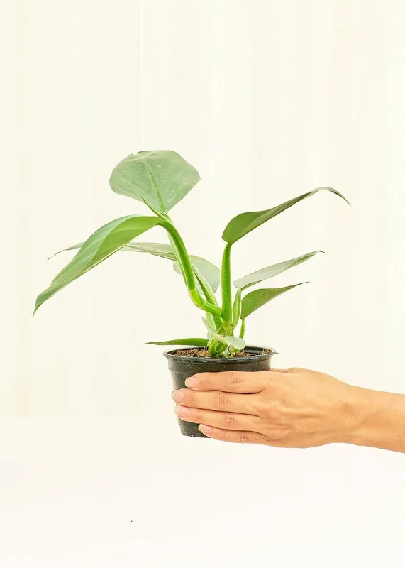 Philodendron 'Silver Sword' - Rooted