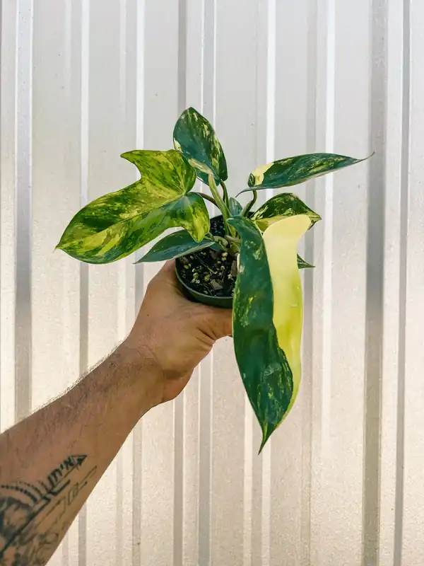 4" Philodendron Florida Beauty 'Sunrise' - BWH Plant Co