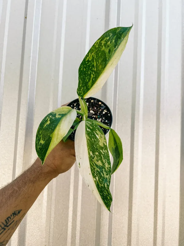 4" Philodendron 'Jose Buono Fiesta' - BWH Plant Co