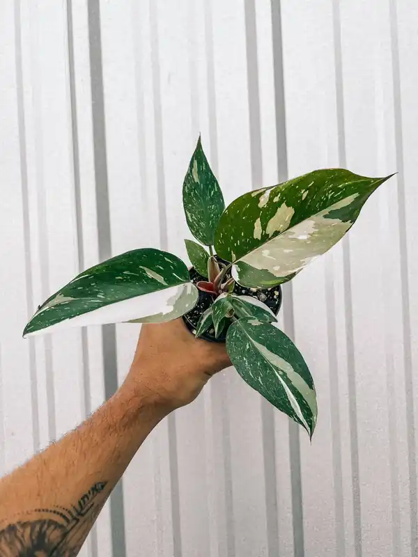 Philodendron Red Anderson 'Pink Knight' - BWH Plant Co