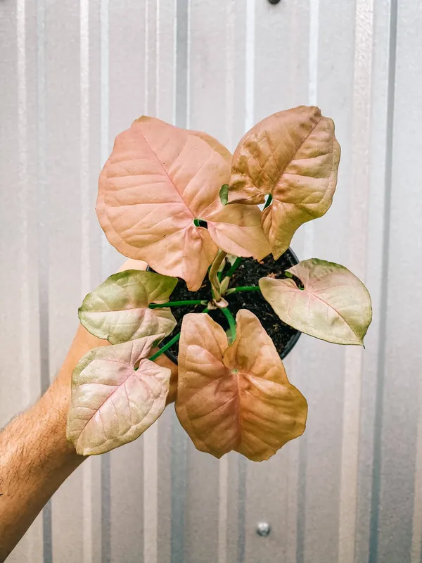 4" Syngonium 'Neon Pink' - BWH Plant Co