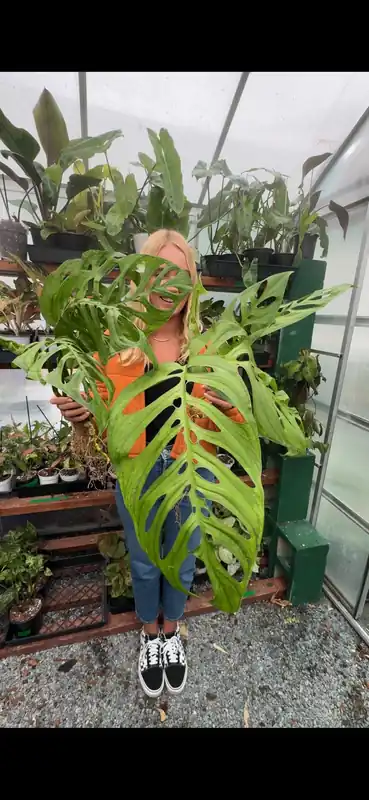 Monstera Esqueleto: 4" - Plant Vault
