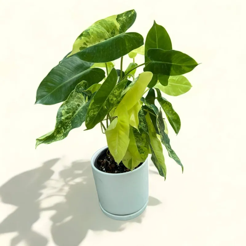 Rare Variegated Burle Marx Potted Plant - Plant Vault