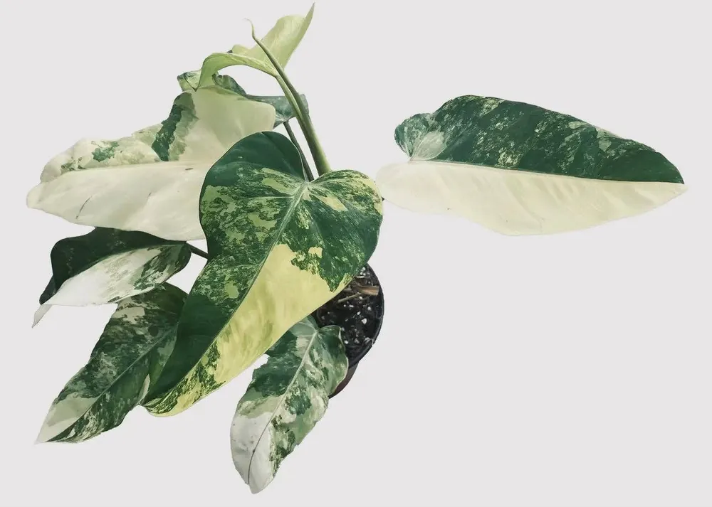 Philodendron Domesticum Variegated - Plant Vault