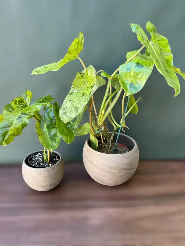 Philodendron Paraiso Verde: 4" Pot - Plant Vault