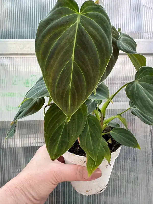 Philodendron Splendid - Plant Vault