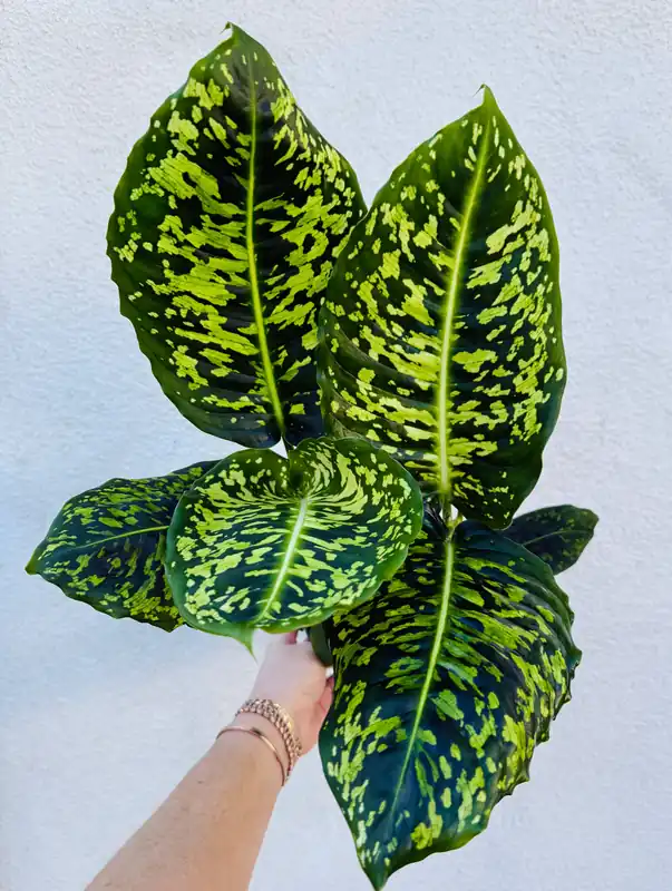 Dieffenbachia Reflector - Plant Vault