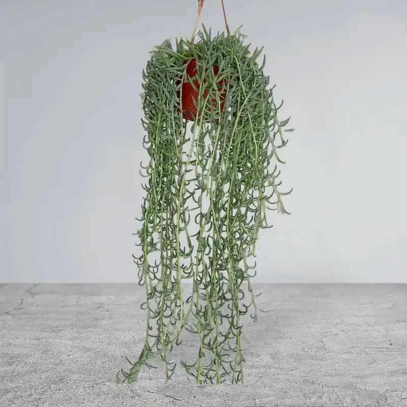 String of Fish Hooks (Senecio Radicans) - Plant Vault