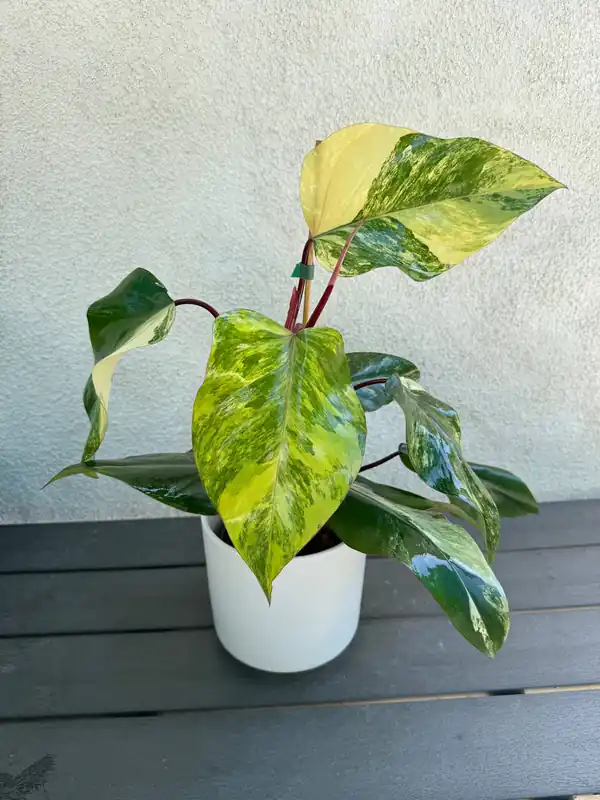 Philodendron Strawberry Shake - Plant Vault