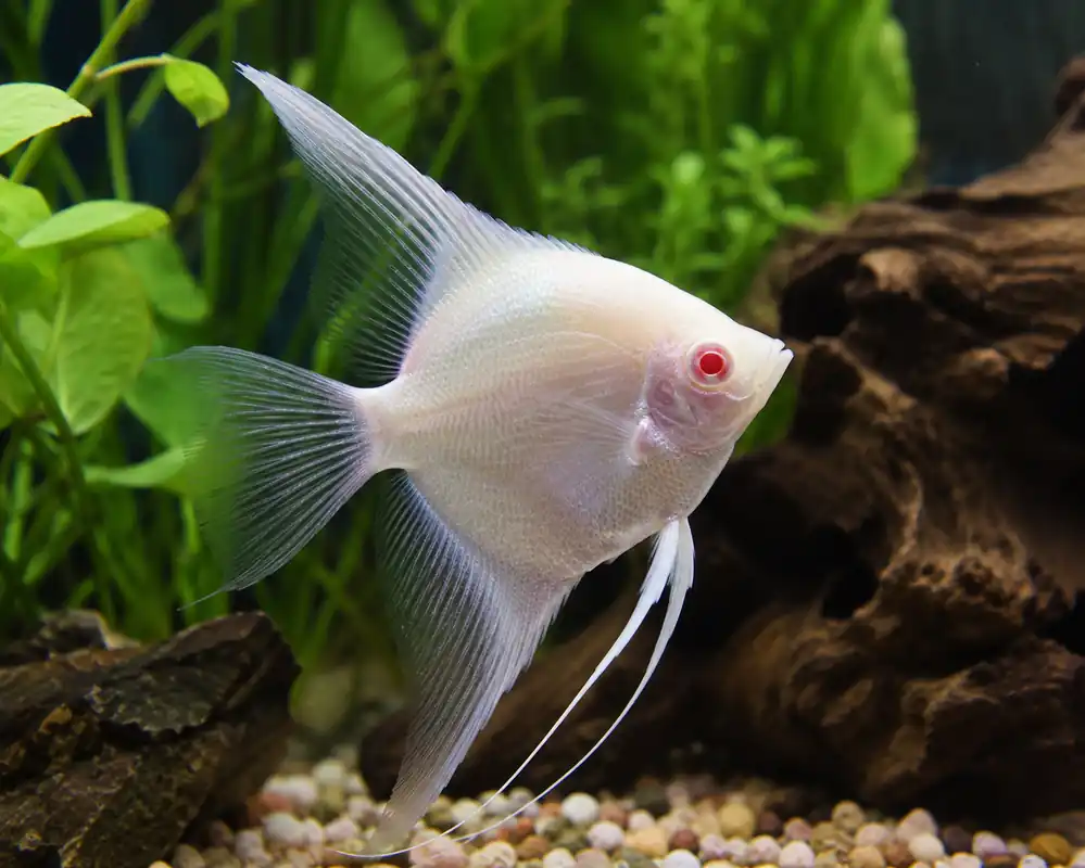 Albino Angelfish - Natural Environment Aquatix