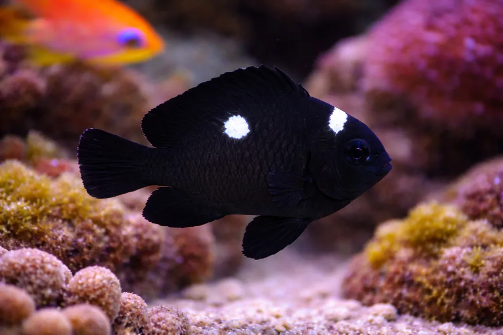 Domino Damselfish - Natural Environment Aquatix