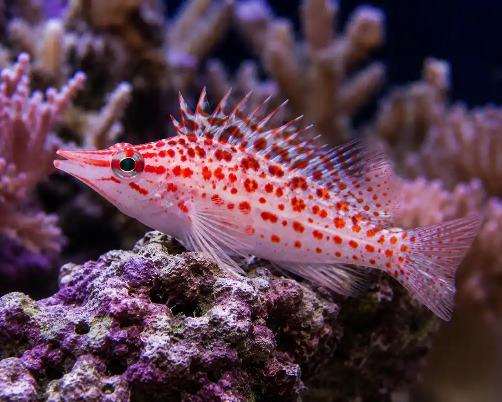 Spotted Hawkfish - Natural Environment Aquatix