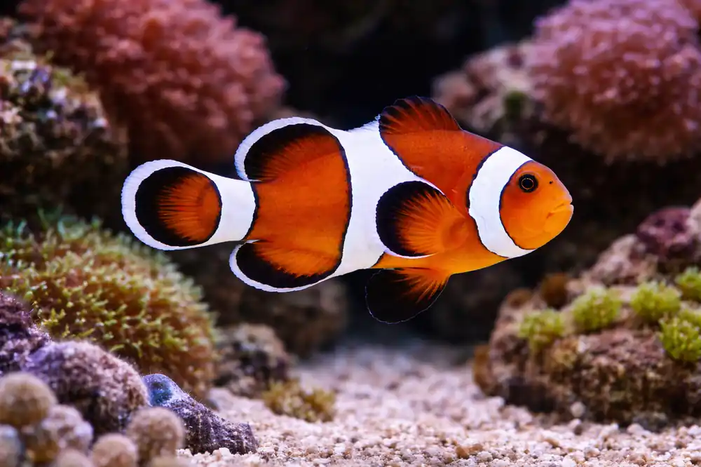 Mocha Ocellaris Clownfish - Natural Environment Aquatix