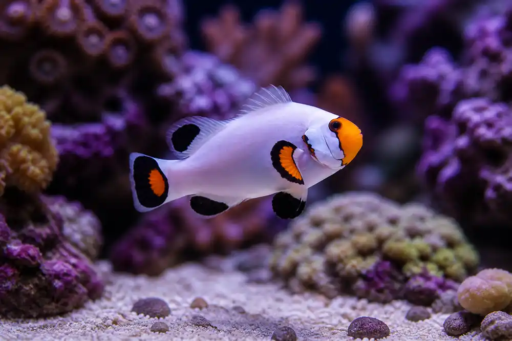 White Percula Clownfish - Natural Environment Aquatix