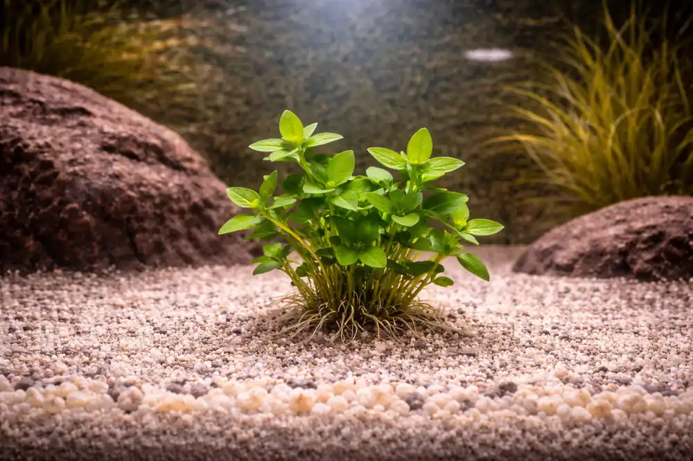 Staurogyne Aquatic Plant - Emark Tropical Imports