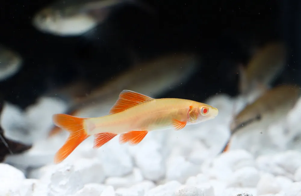Assorted Sharks - Sun Pet