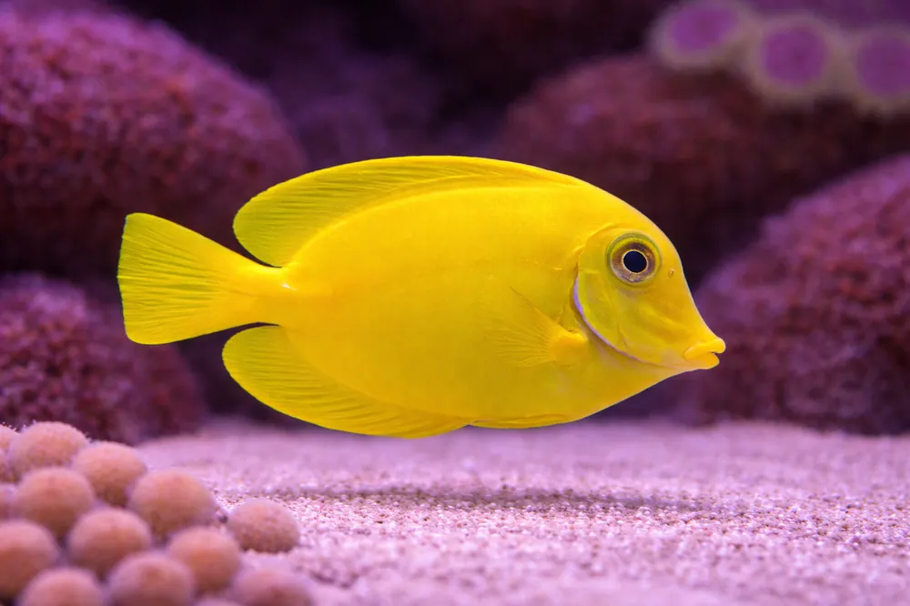 Yellow Mimic Tang - Natural Environment Aquatix