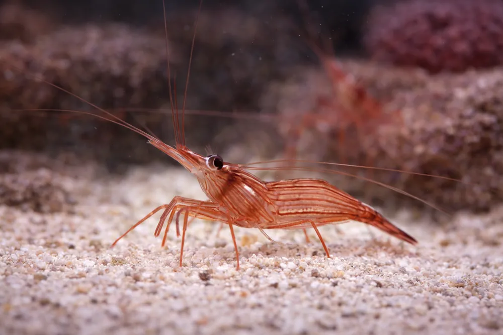 Peppermint Shrimp - Natural Environment Aquatix