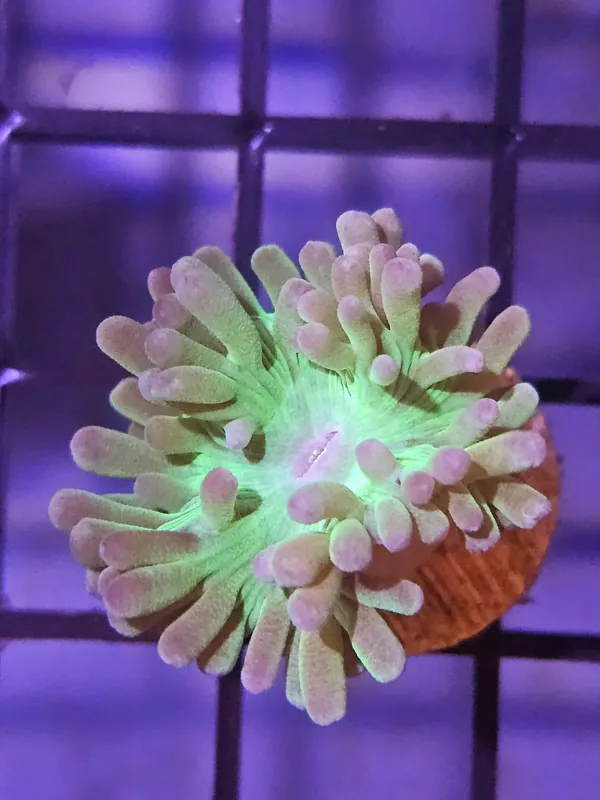 Duncan Coral Frag - Natural Environment Aquatix