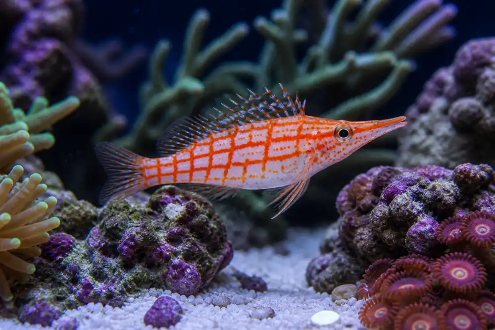 Longnose Hawkfish - Natural Environment Aquatix