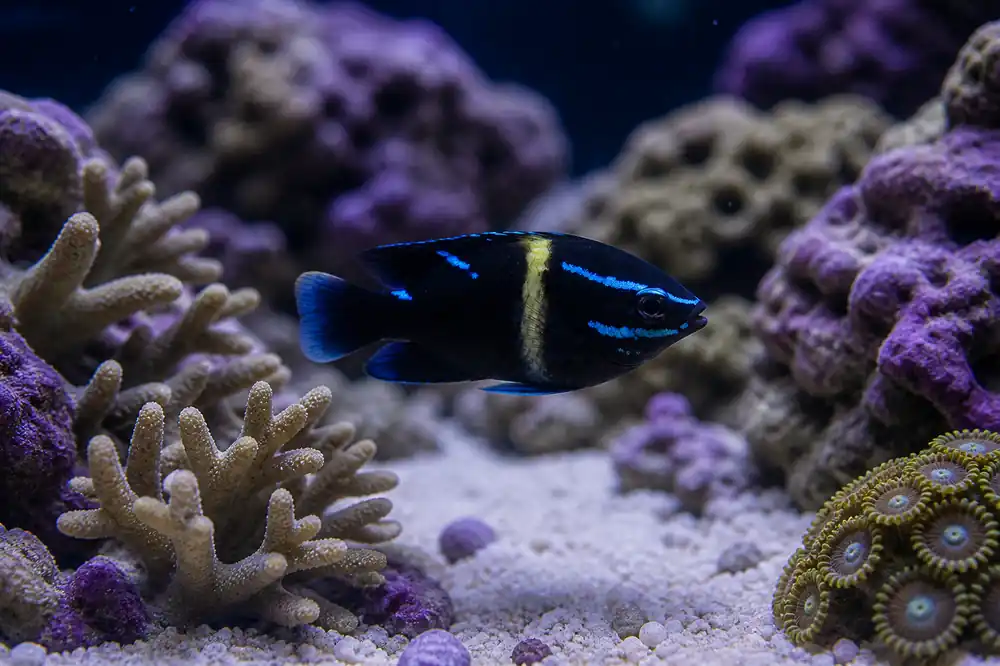 Neon Velvet Damselfish - Natural Environment Aquatix