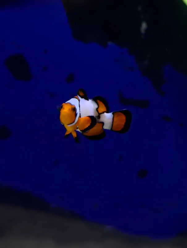 Snowflake Clownfish (RS) - Natural Environment Aquatix
