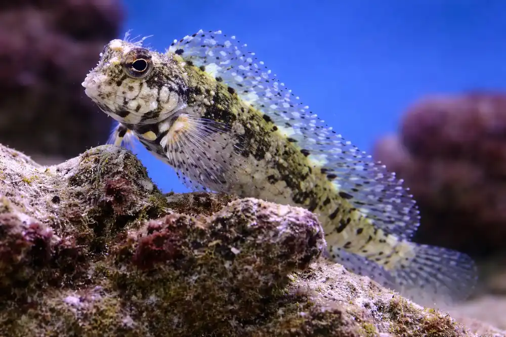 Lawnmower Blenny - Natural Environment Aquatix