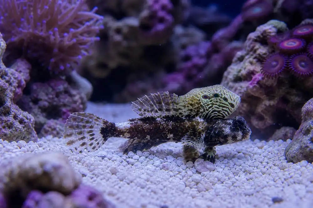 Scooter Blenny - Natural Environment Aquatix