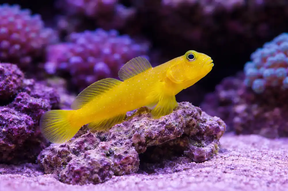 Yellow Watchman Goby - Natural Environment Aquatix