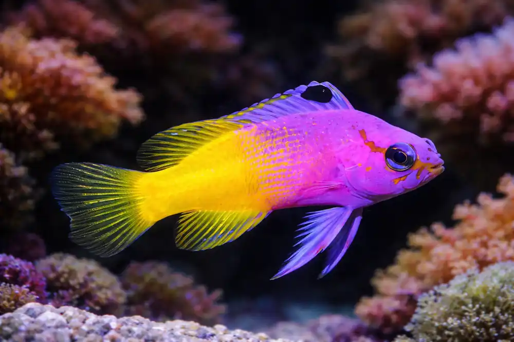 Royal Gramma Basslet - Natural Environment Aquatix