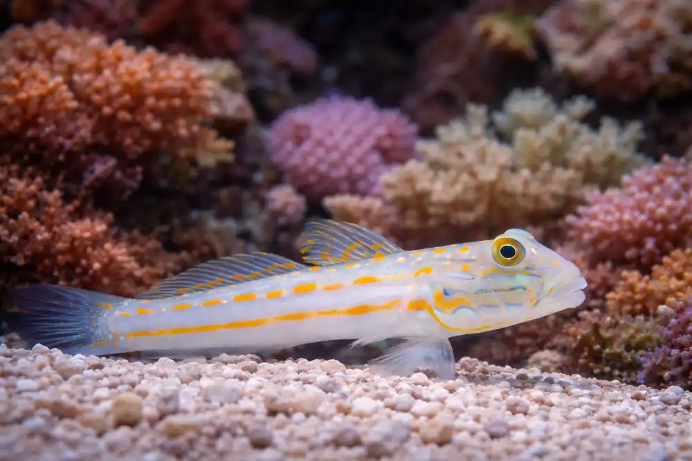 Diamond Goby - Natural Environment Aquatix