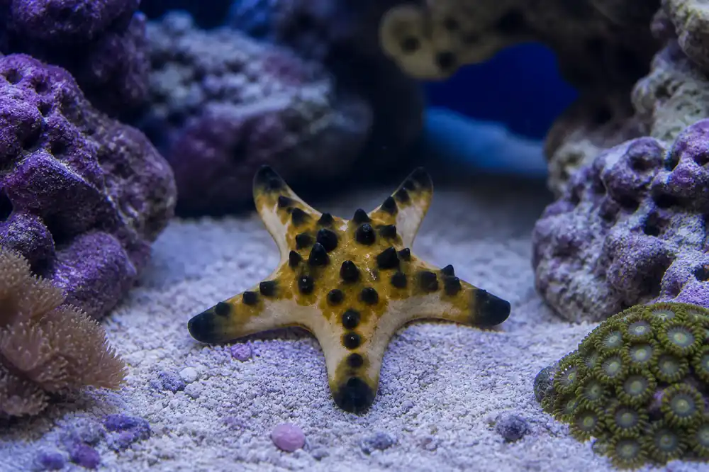 Chocolate Chip Sea Star - Natural Environment Aquatix