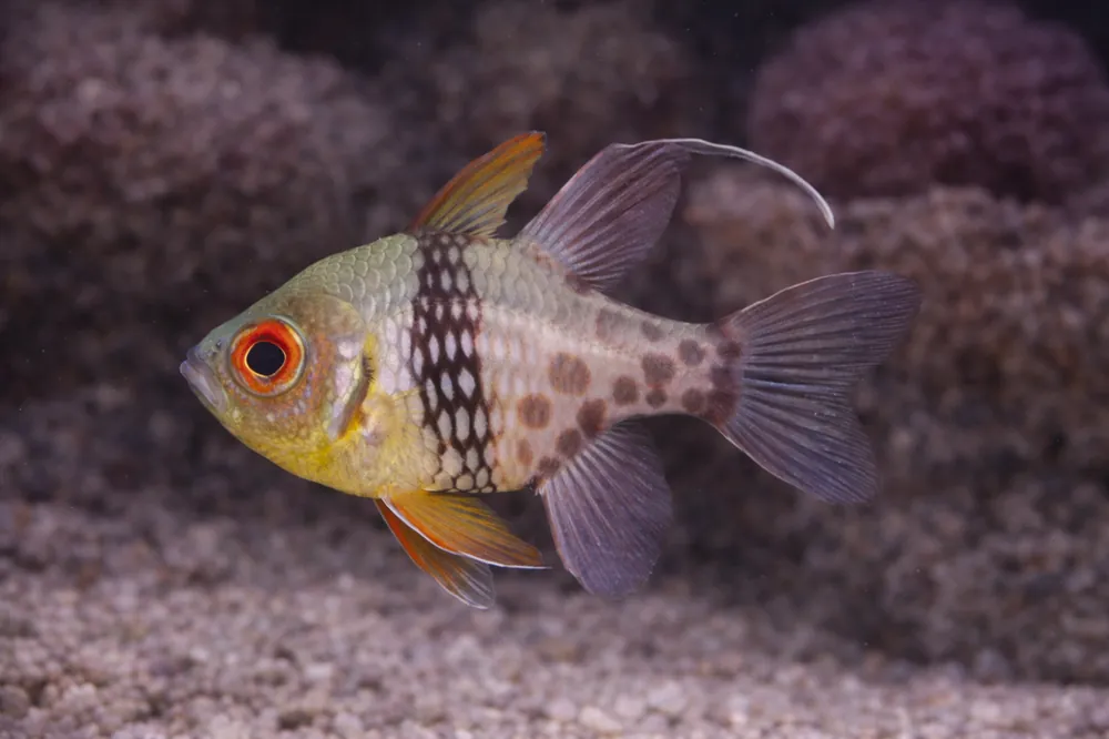 Pajama Cardinalfish - Natural Environment Aquatix