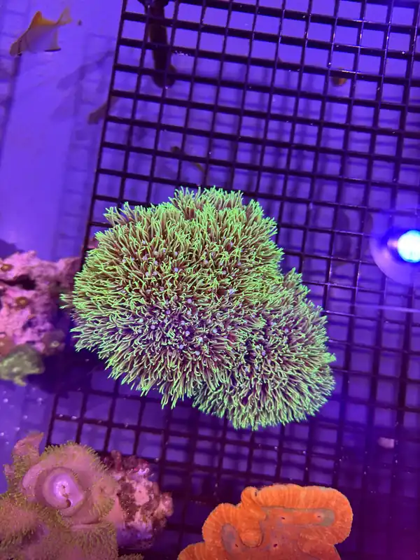 Green Star Polyp - Natural Environment Aquatix